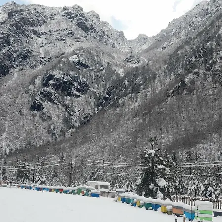 Ferma E Bleteve Stomici Nderlysaj