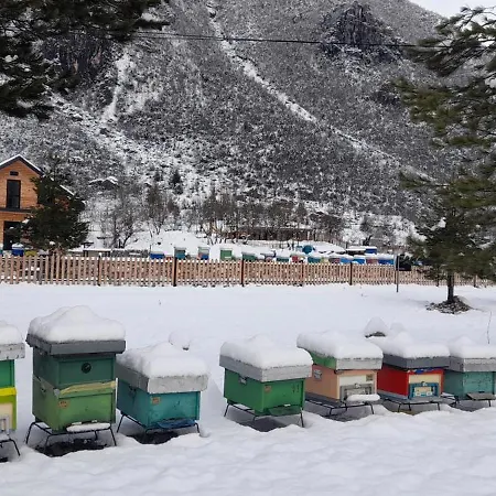 Ferma E Bleteve Stomici Nderlysaj